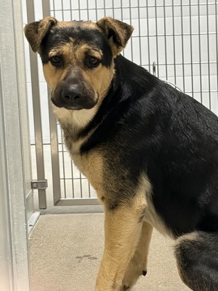 Shelter Stray Male Dog last seen N Rolinda and W Dakota Ave, Fresno Zone Fresno CO 1A 93706, CA, 1510 W Dan Ronquillo Dr, Fresno, CA 93706, USA