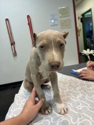Shelter Stray Female Dog last seen CBU Neighborhood, Memphis, TN, 935 Farm Rd, Memphis, TN 38134, USA