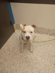 Shelter Stray Male Dog last seen Verbena St NW & Pansy St NW, Atlanta, GA, 1251 Fulton Industrial Blvd NW, Atlanta, GA 30336, USA