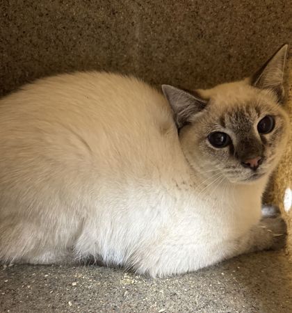 Shelter Stray Female Cat last seen Hopes Creek Rd and Innexo Rd, City of College Station, TX, 5359 Leonard Rd, Bryan, TX 77807, USA