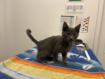 Shelter Stray Male Cat last seen Valley Garden Dr and Unity Central Hwy, 64139, MO, 7077 Elmwood Ave, Kansas City, MO 64132, USA