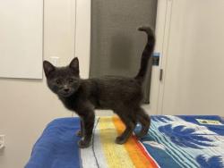 Shelter Stray Male Cat last seen Valley Garden Dr and Unity Central Hwy, 64139, MO, 7077 Elmwood Ave, Kansas City, MO 64132, USA