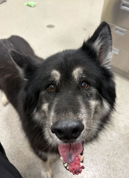 Shelter Stray Male Dog last seen 42nd and Sherman, Hamilton County, IN, 10501 Hague Rd, Fishers, IN 46038, USA