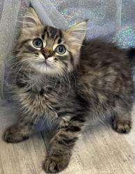 Shelter Stray Male Cat last seen Mt Bethel Rd, Caddo Parish, LA, 1500 Monty St, Shreveport, LA 71107, USA