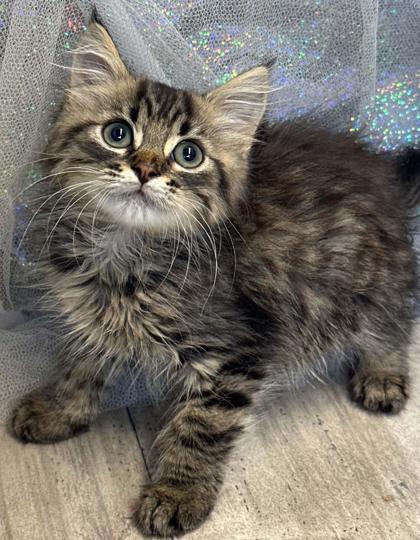 Shelter Stray Male Cat last seen Mt Bethel Rd, Caddo Parish, LA, 1500 Monty St, Shreveport, LA 71107, USA