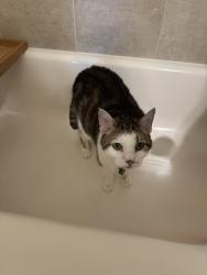 Reunited Male Cat last seen 10th & 3rd, Hopkins, MN 55343