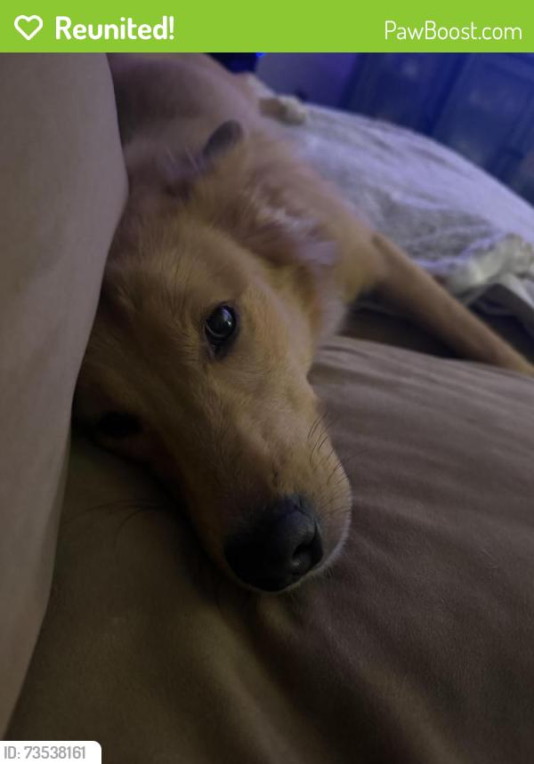 Reunited Male Dog last seen Garner High School, Garner, NC 27529