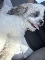 Lost Male Dog last seen sw 222nd st, Miami, FL 33170