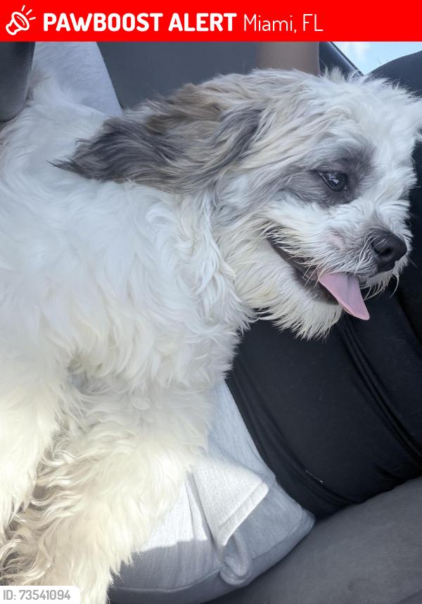 Lost Male Dog last seen sw 222nd st, Miami, FL 33170