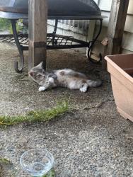 Found/Stray Unknown Cat last seen 114th and Jovita Blvd, Edgewood, WA 98372