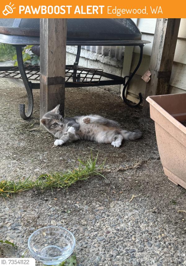 Found/Stray Unknown Cat last seen 114th and Jovita Blvd, Edgewood, WA 98372