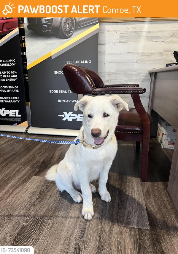 Found/Stray Male Dog last seen Near and 45, Conroe, TX 77385