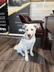 Found/Stray Male Dog last seen Near and 45, Conroe, TX 77385