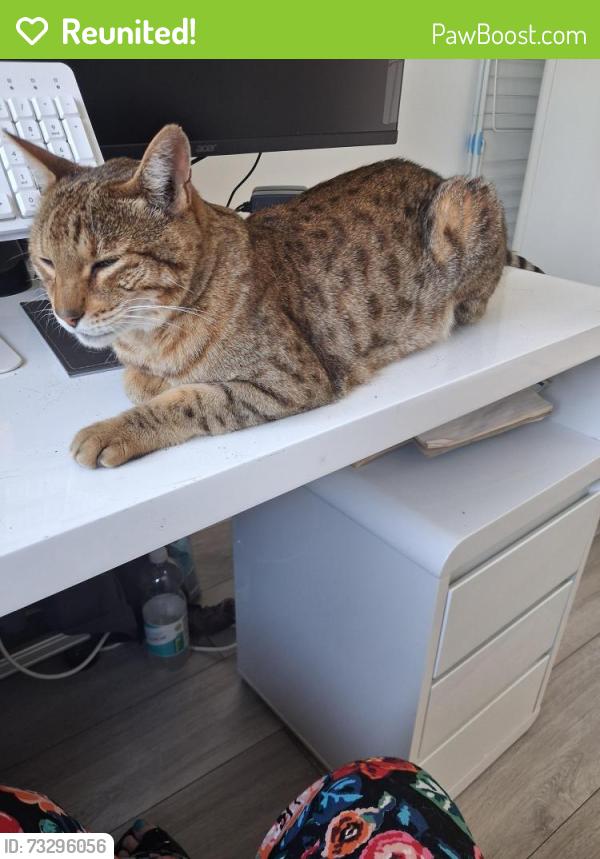 Reunited Male Cat last seen Covingham, Covingham, England SN3 5AF