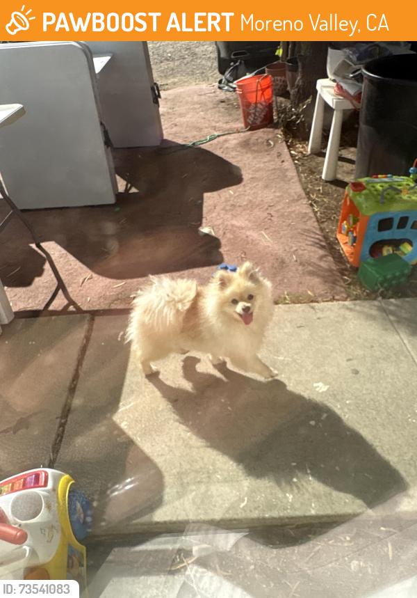 Found/Stray Unknown Dog last seen Eucalyptus and perris, Moreno Valley, CA 92551
