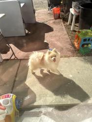 Found/Stray Unknown Dog last seen Eucalyptus and perris, Moreno Valley, CA 92551