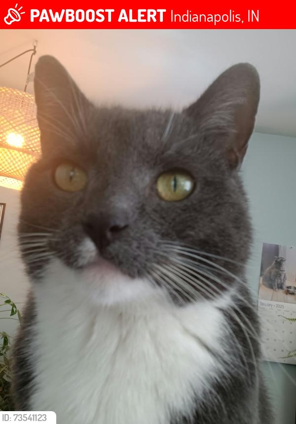 Lost Male Cat last seen S Sherman Dr and National Ave, Indianapolis, IN 46237