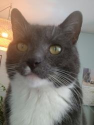 Lost Male Cat last seen S Sherman Dr and National Ave, Indianapolis, IN 46237