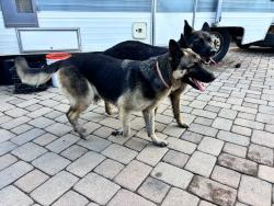 Reunited Female Dog last seen Upland ave and alder ave, Fontana, CA 92335