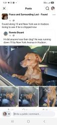 Reunited Male Dog last seen Us19 and New York Ave hudson, fl, Hudson, FL 34668