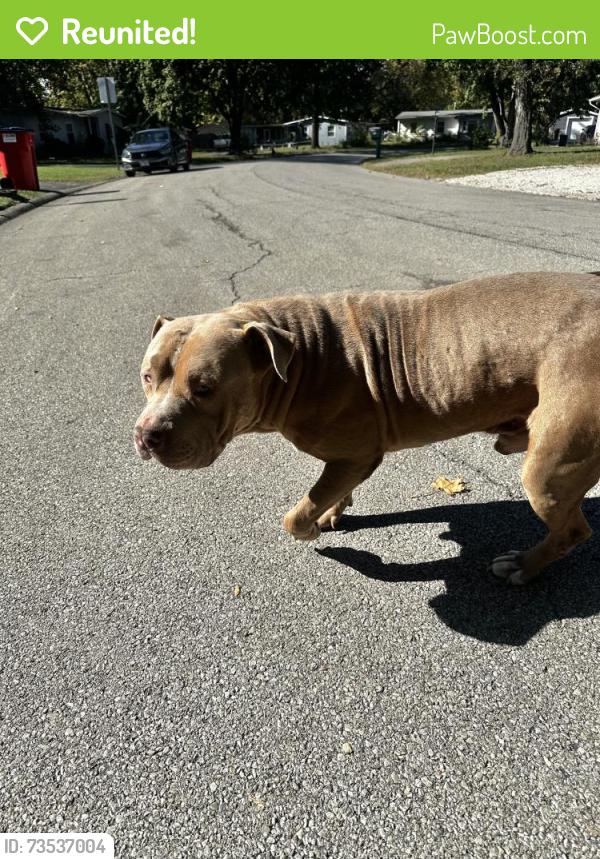 Reunited Male Dog last seen Mattis and Kirby, Champaign, IL 61821