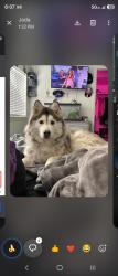 Reunited Female Dog last seen Near s 3600 w, West Valley City, UT 84120