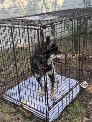 Reunited Male Dog last seen NW 22nd between Pennsylvania and Virginia Ave, Oklahoma City, OK 73106