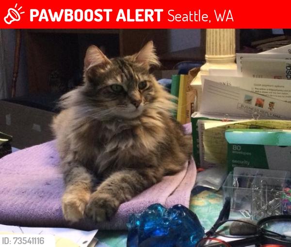 Lost Female Cat last seen NE 107th St & 12th Avenue NE, Seattle, WA 98125