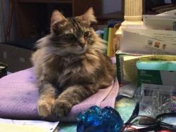 Lost Female Cat last seen NE 107th St & 12th Avenue NE, Seattle, WA 98125