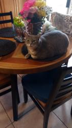 Reunited Female Cat last seen Fulgren street, Visalia, CA 93291