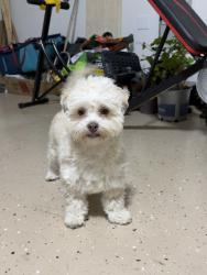 Reunited Male Dog last seen Celina fire station 3, Celina, TX 76227