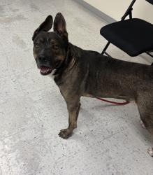 Shelter Stray Male Dog last seen Near W 3200 S, Magna Township, UT, 84044, 511 W 3900 S, Salt Lake City, UT 84123, USA