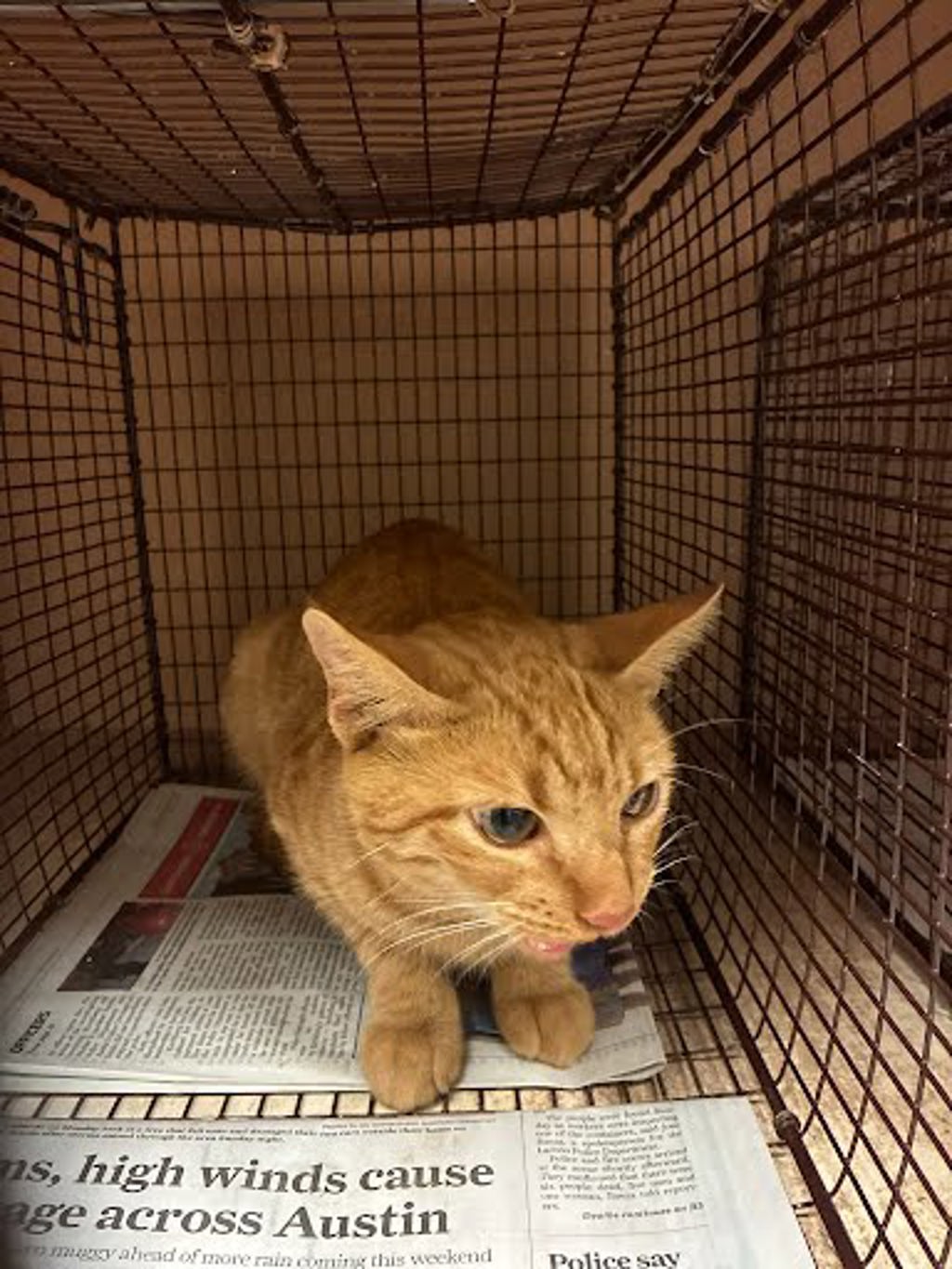 Shelter Stray Unknown Cat last seen Near Maha Loop Road, AUSTIN, TX, 78719, 7201 Levander Loop bldg a, Austin, TX 78702, USA