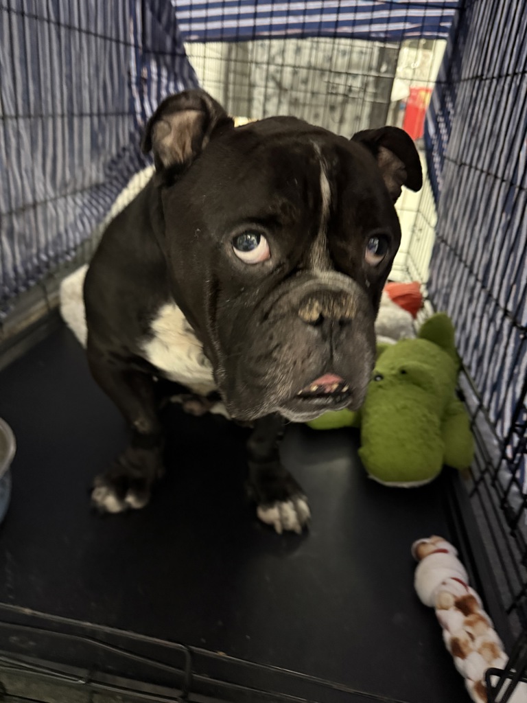 Shelter Stray Male Dog last seen Riverside Park, NEW YORK, NY, 10025, 326 E 110th St, New York, NY 10029, USA