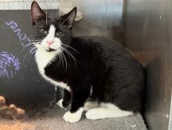 Shelter Stray Male Cat last seen Near Cromwell, BRONX, NY, 10452, 326 E 110th St, New York, NY 10029, USA