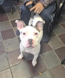 Shelter Stray Male Dog last seen NEW YORK, NY, 10029, 326 E 110th St, New York, NY 10029, USA