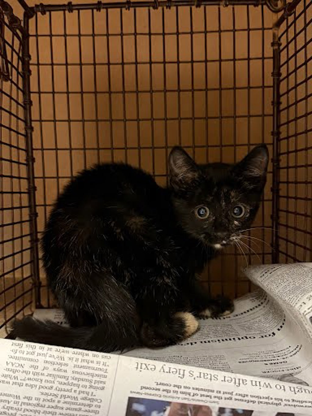 Shelter Stray Female Cat last seen Near S Industrial Drive, AUSTIN, TX, 78744, 7201 Levander Loop bldg a, Austin, TX 78702, USA