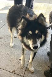 Shelter Stray Female Dog last seen Clove Road, STATEN ISLAND, NY, 10301, 3139 Veterans Rd W, Staten Island, NY 10309, USA