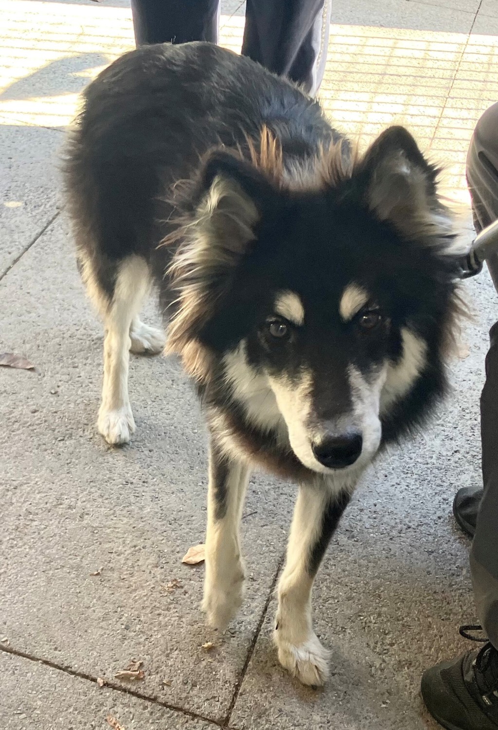 Shelter Stray Female Dog last seen Clove Road, STATEN ISLAND, NY, 10301, 3139 Veterans Rd W, Staten Island, NY 10309, USA