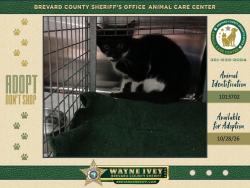 Shelter Stray Female Cat last seen Near Hudson Road, COCOA, FL, 32927, 5100 W Eau Gallie Blvd, Melbourne, FL 32934, USA