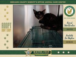 Shelter Stray Female Cat last seen Near Hudson Road, COCOA, FL, 32927, 5100 W Eau Gallie Blvd, Melbourne, FL 32934, USA
