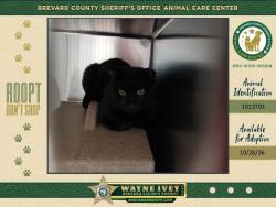 Shelter Stray Male Cat last seen Near Browning Avenue, TITUSVILLE, FL, 32780, 5100 W Eau Gallie Blvd, Melbourne, FL 32934, USA