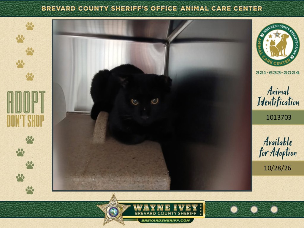 Shelter Stray Male Cat last seen Near Browning Avenue, TITUSVILLE, FL, 32780, 5100 W Eau Gallie Blvd, Melbourne, FL 32934, USA