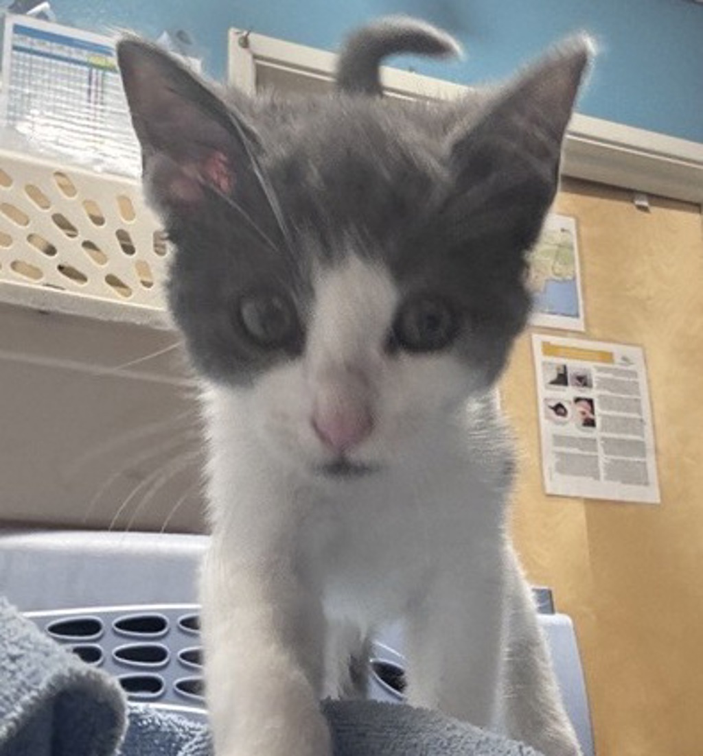 Shelter Stray Male Cat last seen Poway, CA, 92064, 5500 Gaines St, San Diego, CA 92110, USA