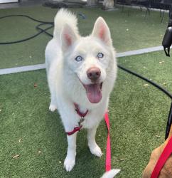 Shelter Stray Male Dog last seen Near Town Center Parkway, Santee, CA, 92071, El Cajon, CA 92020, USA
