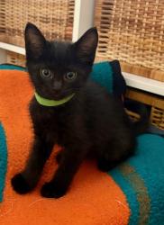 Shelter Stray Female Cat last seen Apt 106,1121 Morning View Drive, Escondido, CA, 92026, Escondido, CA 92027, USA
