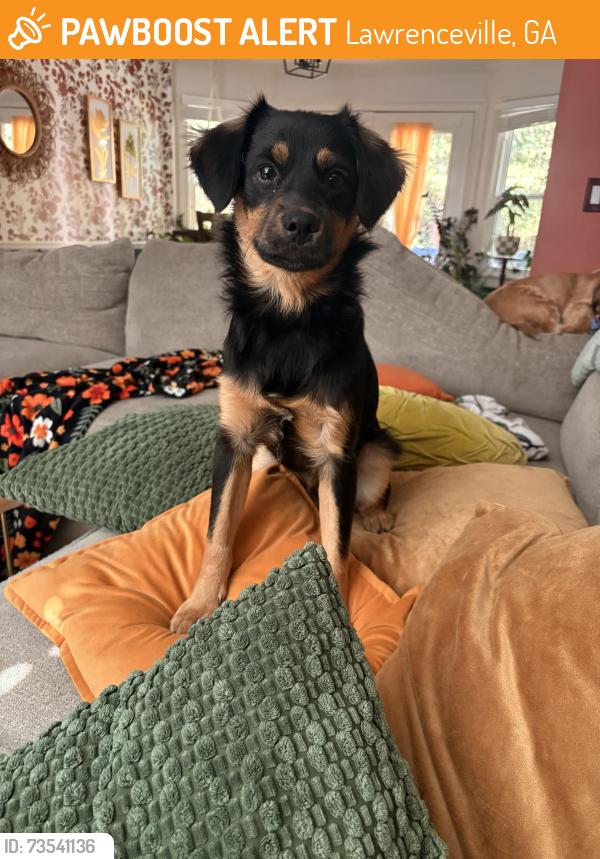 Found/Stray Male Dog last seen Walgreens Buford dr Lawrenceville, Lawrenceville, GA 30046