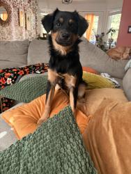 Found/Stray Male Dog last seen Walgreens Buford dr Lawrenceville, Lawrenceville, GA 30046