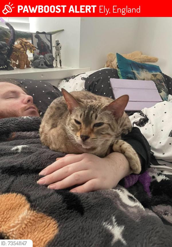 Lost Female Cat last seen Man Po, Cowbridge Road West, Ely, England 
