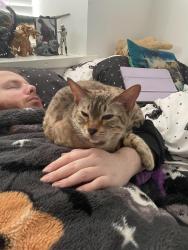 Lost Female Cat last seen Man Po, Cowbridge Road West, Ely, England 